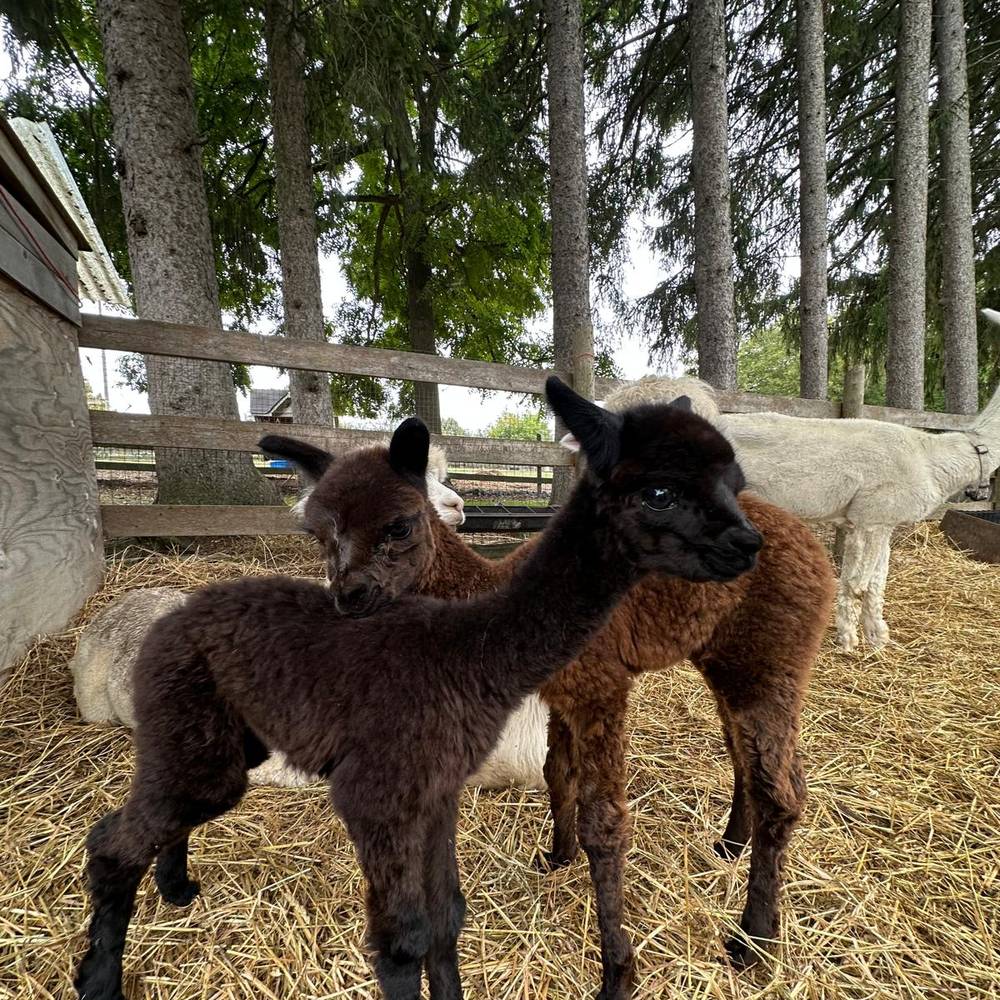 Two young cria (baby alpacas) in the paddock at Old Mill Alpacas
