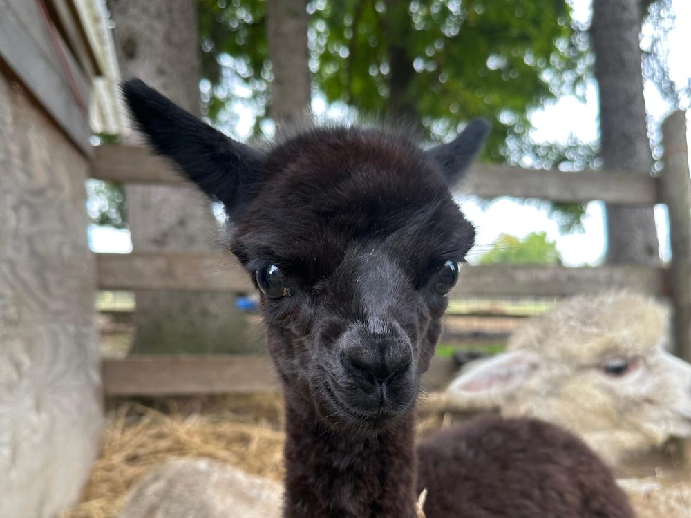 A black cria at Old Mill Alpacas