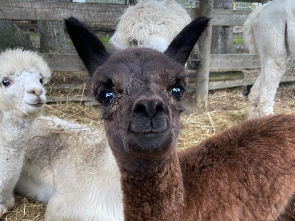 An alpaca on the farm at Old Mill Alpacas